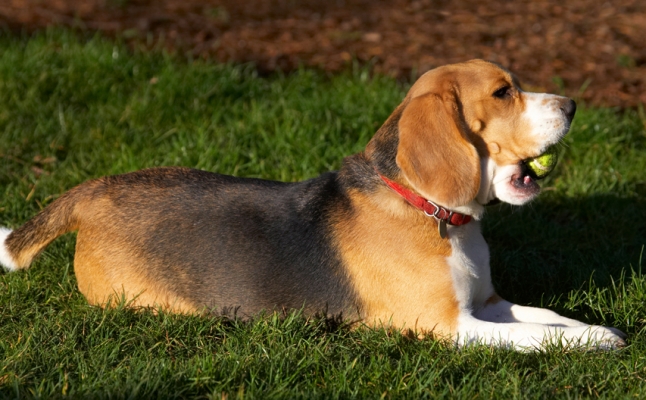 I'm just conserving my energy
Anahtar kelimeler: Archie Ball Beagle Dog Dogs Lying Play Playing Playtime Rest Resting