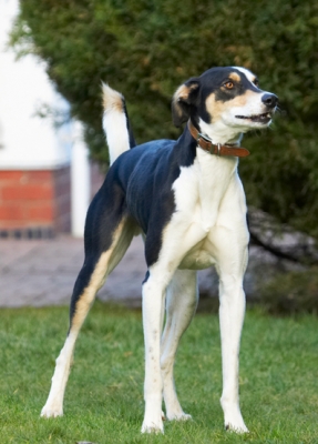 Watching and waiting..........
Λέξεις-κλειδιά: Dog Dogs Lurcher Murphy Play Playing Playtime Stand Standing
