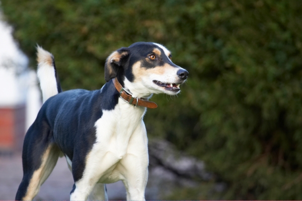....... for action
Keywords: Dog Dogs Lurcher Murphy Play Playing Playtime