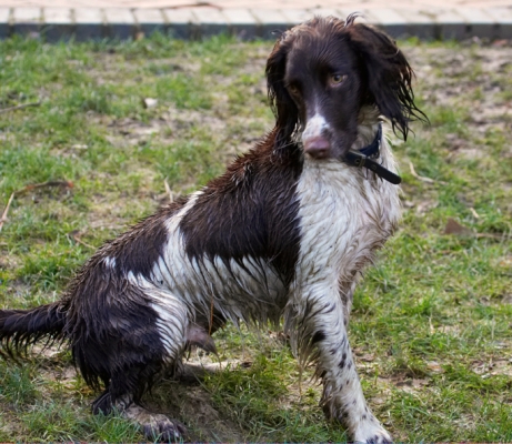 Oooh, I'm all wet
Λέξεις-κλειδιά: Alfie Dog Dogs Play Playing Playtime Sit Sitting Spaniel Spaniels Springer