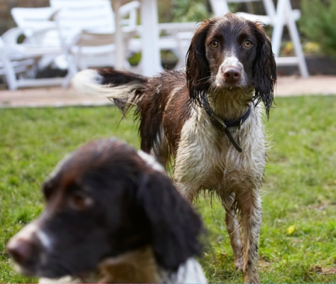 Wot we gonna do now?
Ключевые слова: Alfie Dog Dogs Molly Play Playing Playtime Spaniel Spaniels Springer