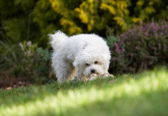 Oooh, a ball to play with
Keywords: Ball Bolognese Dog Dogs Lulu Play Playing Playtime