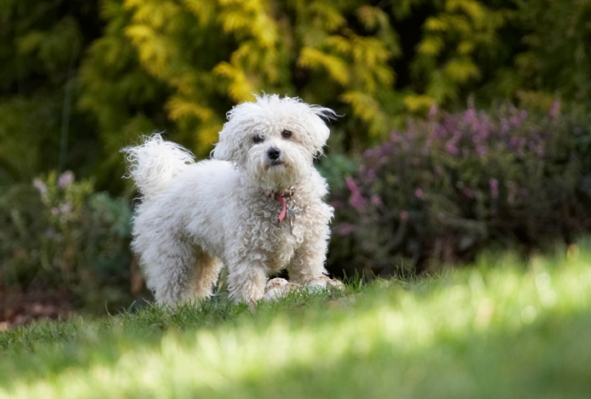 Wot
Palabras clave: Bolognese Dog Dogs Lulu Play Playing Playtime