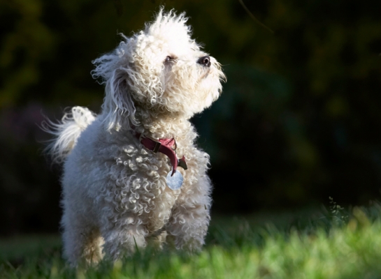 Wot's that - sunshine?!
Keywords: Bolognese Dog Dogs Lulu Oscar Play Playing Playtime Stand Standing