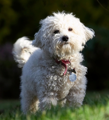 I just don't know what to do next
Keywords: Bolognese Dog Dogs Lulu Play Playing Playtime Stand Standing