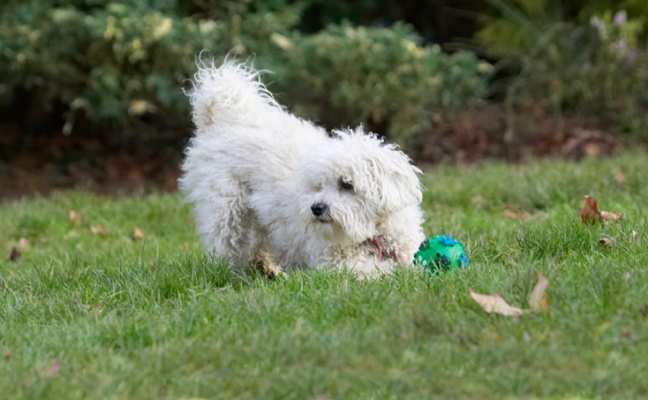 What's that Oscar doing?
Keywords: Ball Bolognese Dog Dogs Lulu Play Playing Playtime