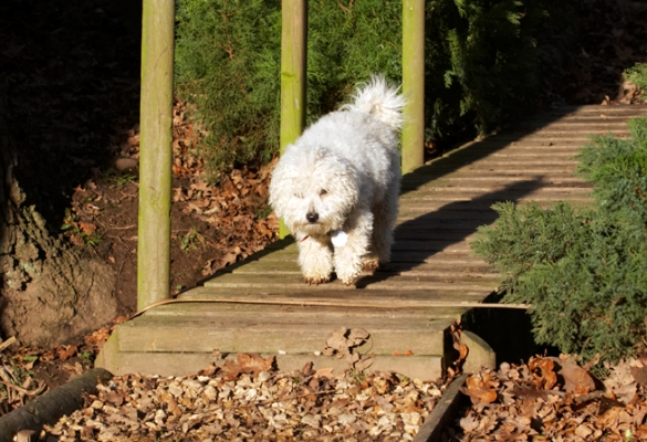 Hey, I've been to the other side
Schlüsselwörter: Bolognese Bridge Dog Dogs Lulu Play Playing Playtime