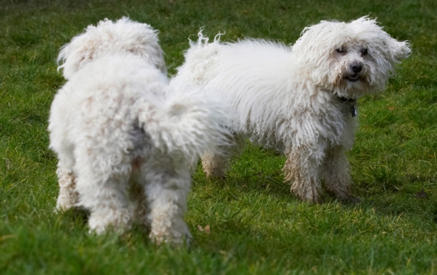Wot we gonna do now
Schlüsselwörter: Best Bolognese Dog Dogs Friends Lulu Oscar Play Playing Playtime