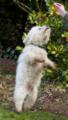 Oh, don't hold it that high
Schlüsselwörter: Beg Begging Bolognese Dog Dogs Oscar Play Playing Playtime Tongue