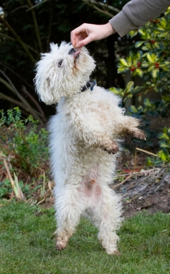 Oh, thank you
Keywords: Beg Begging Bolognese Dog Dogs Oscar Play Playing Playtime