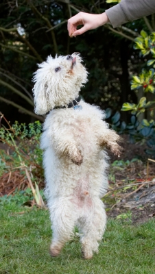 Oooh, I can taste it already
Keywords: Beg Begging Bolognese Dog Dogs Oscar Play Playing Playtime Tongue