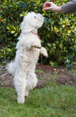 ........ my turn
Keywords: Beg Begging Bolognese Dog Dogs Lulu Play Playing Playtime