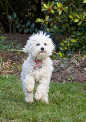 That was yummy
Keywords: Bolognese Dog Dogs Lulu Play Playing Playtime