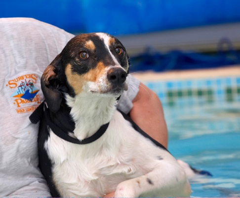 I'm really not sure about this
Palabras clave: Dog Dogs Lurcher Murphy Play Playing Playtime Pool Swim Swimming