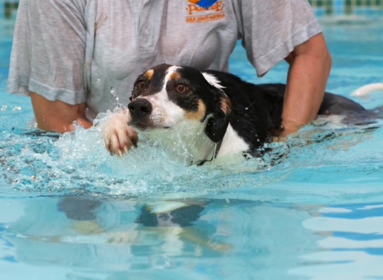 OK, I'll give it a go
Schlüsselwörter: Dog Dogs Lurcher Murphy Play Playing Playtime Pool Swim Swimming