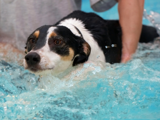 Am I moving?
Mots-clés: Dog Dogs Lurcher Murphy Play Playing Playtime Pool Swim Swimming