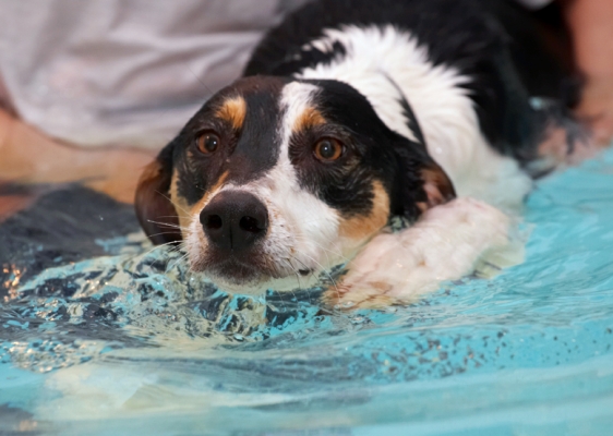 Well, I am making the water move........
Λέξεις-κλειδιά: Dog Dogs Lurcher Murphy Play Playing Playtime Pool Swim Swimming