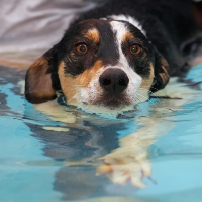 ....... even if I'm not moving much myself
Keywords: Dog Dogs Lurcher Murphy Play Playing Playtime Pool Swim Swimming