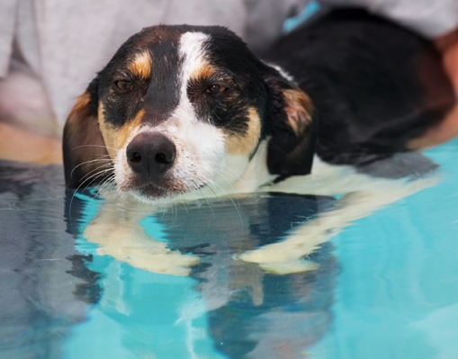 Hmmmm, I wonder when I can get out
Anahtar kelimeler: Dog Dogs Lurcher Murphy Play Playing Playtime Pool Swim Swimming