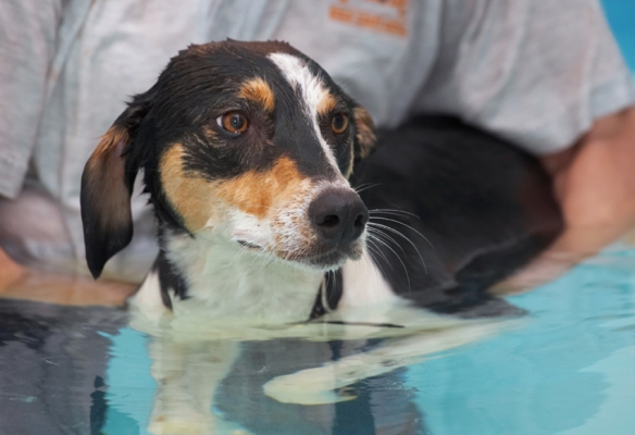 Well, at least the water is warm
Λέξεις-κλειδιά: Dog Dogs Lurcher Murphy Play Playing Playtime Pool Swim Swimming