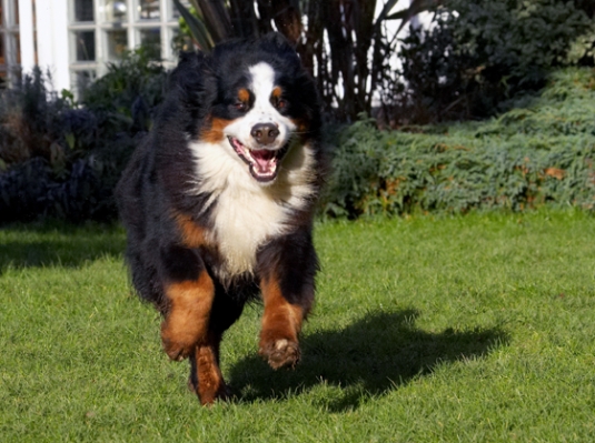 Look, Mom, an action shot
Keywords: Bernese Mountain Dog Digby Dog Dogs Play Playing Playtime Run Running