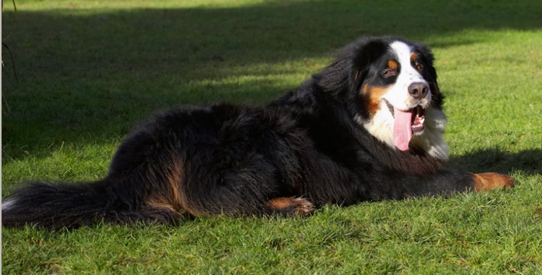 Hey, this is the way to vacation
Ключови думи: Bernese Mountain Dog Digby Dog Dogs Lying Play Playing Playtime Tongue