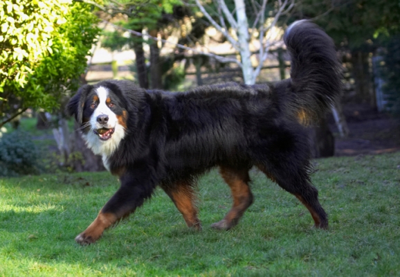 Yeah, yeah, I'm upright
Schlüsselwörter: Bernese Mountain Dog Digby Dog Dogs Play Playing Playtime