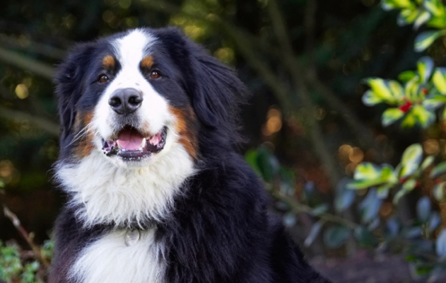 I'm a thinker
Schlüsselwörter: Bernese Mountain Dog Digby Dog Dogs Head Play Playing Playtime