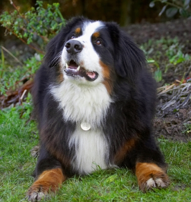 OK if I lie here for awhile?!
Keywords: Bernese Mountain Dog Digby Dog Dogs Play Playing Playtime