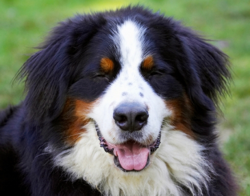Jus' resting my eyes
Keywords: Bernese Mountain Dog Digby Dog Dogs Head Play Playing Playtime Tongue