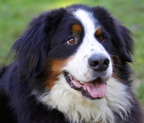 Did I miss anything?!
Ključne besede: Bernese Mountain Dog Digby Dog Dogs Head Play Playing Playtime Tongue