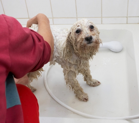 It's like being seen naked!
Ključne besede: Bath Bolognese Dog Dogs Lulu Oscar Shower Time