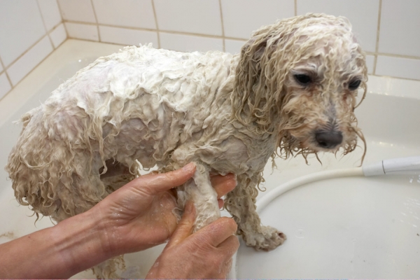 Oh, and I have to have clean tootsies too
Ključne besede: Bath Bolognese Dog Dogs Lulu Oscar Shower Time