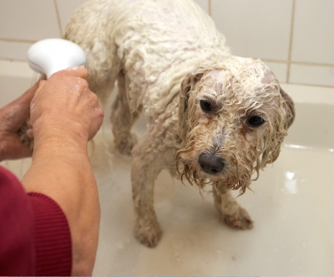 Do I have to have ALL my feet done!!
Palabras Clave: Bath Bolognese Dog Dogs Lulu Oscar Shower Time