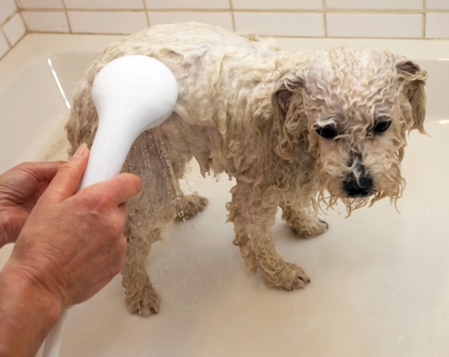 Yep, make sure that water is warm
Schlüsselwörter: Bath Bolognese Dog Dogs Lulu Oscar Shower Time