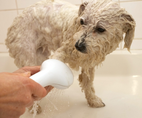 I think that's enough, see the water is clean
Λέξεις-κλειδιά: Bath Bolognese Dog Dogs Lulu Oscar Shower Time