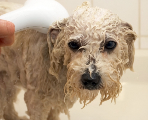 Hey, you never seen a back massage before!
Ključne besede: Bath Bolognese Dog Dogs Lulu Oscar Shower Time