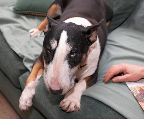 Tapa the Bull Terrier
Tapa was having a nap with Marjorie on the couch.  It looks like I disturbed him.
Anahtar kelimeler: Animal Animals Bull terrier Canine Canines Dog Dogs Land Mammal Land Mammals Tapa Terrestrial Mammal Terrestrial Mammals