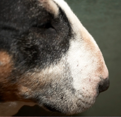 Tapa
Keywords: Animal Animals Canine Canines Dog Dogs English Bull Terrier Land Mammal Land Mammals Muzzle Nose Tapa Terrestrial Mammal Terrestrial Mammals