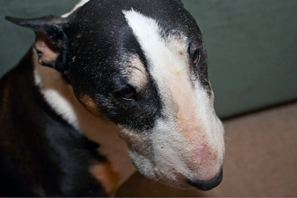 Tapa
Palabras clave: Animal Animals Canine Canines Dog Dogs English Bull Terrier Land Mammal Land Mammals Nose Tapa Terrestrial Mammal Terrestrial Mammals