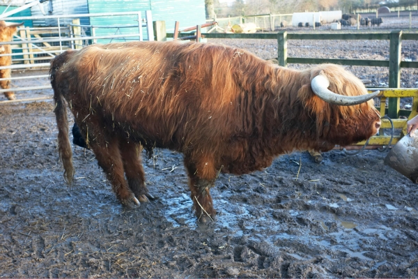 Lord Rannoch of Lucies
Lord Rannoch is getting on in years, and suffers from arthritis.  We're moving him from the back barn into the stable block where we can keep a closer eye on him.  While he is slow when he walks, he does get up and walk around periodically, and was happy to follow the feed bucket to the stable block.
Ключові слова: Animal Animals Bovine Bull Bulls Cattle Cow Cows Highland Bull Highland Cattle Horns Land Mammal Land Mammals Lord Rannoch of Lucies Terrestrial Mammal Terrestrial Mammals