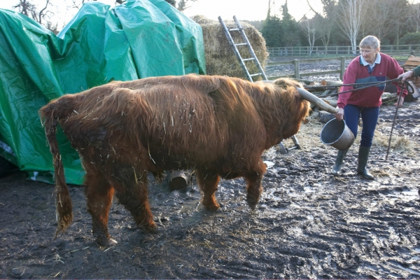 Cathy Encouranging Rannoch to Walk to the Stable
He walked, unaided, to the stable block, and had a nice meal in his new home.
Palabras clave: Animal Animals Bovine Cathy Bushby Cattle Cow Cows Highland Land Mammal Land Mammals Lord Rannoch of Lucies Terrestrial Mammal Terrestrial Mammals