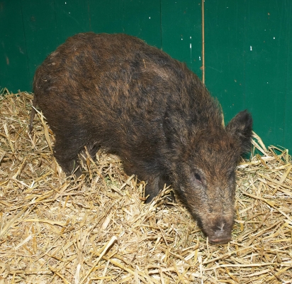 Wild Boar Piglet
This little fella wasn't gaining weight as the other wild boar kept pushing him from the feed trough.  We have separated him, and have put him with the small Berkshire piglets in a stable.
Palabras clave: Animal Animals Boar Boars Hog Hogs Land Mammal Land Mammals Pig Piglet Pigs Straw Swine Terrestrial Mammal Terrestrial Mammals