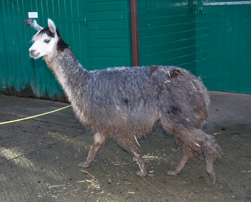 One Of Our Alpacas Mooching in the Stable Yard
Ključne besede: Alpaca Alpacas Animal Husbandry Husbandry Livestock Livestock Farming