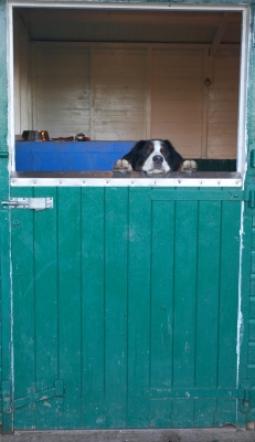 Digby Watching the Activities
As we moved alpacas, Rannoch, and piglets into the stable block, Digby had to be temporarily closed into his suite.  It didn't stop him from watching the activities.
Palabras clave: Animal Animals Canine Canines Digby Dog Dogs Land Mammal Land Mammals Stable Terrestrial Mammal Terrestrial Mammals