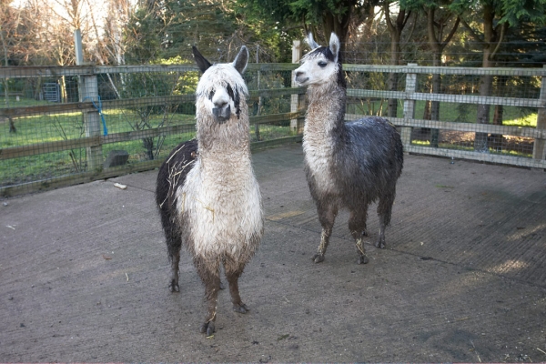 Two Curious Alpacas
Moving the alpacas -- via the stable yard -- into the upper barn.
Keywords: Alpaca Alpacas Animal Husbandry Husbandry Livestock Livestock Farming