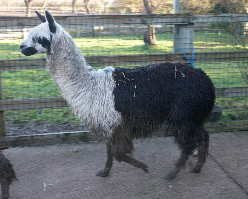 Curious Alpaca
Ключевые слова: Alpaca Alpacas Animal Husbandry Husbandry Livestock Livestock Farming