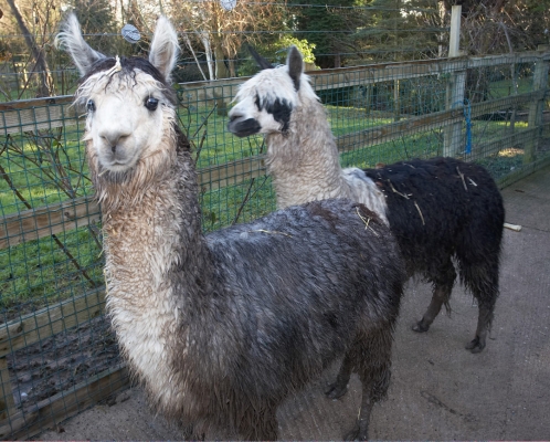 Our Two Elderly Alpacas
These two male alpacas were born at Lucies Farm.   I think of them as old bachelors.
Palabras clave: Alpaca Alpacas Animal Husbandry Husbandry Livestock Livestock Farming