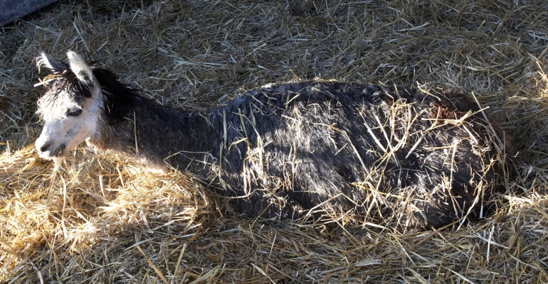 Enjoying a Roll in the Fresh Straw
Schlüsselwörter: Alpaca Alpacas Animal Husbandry Husbandry Livestock Livestock Farming