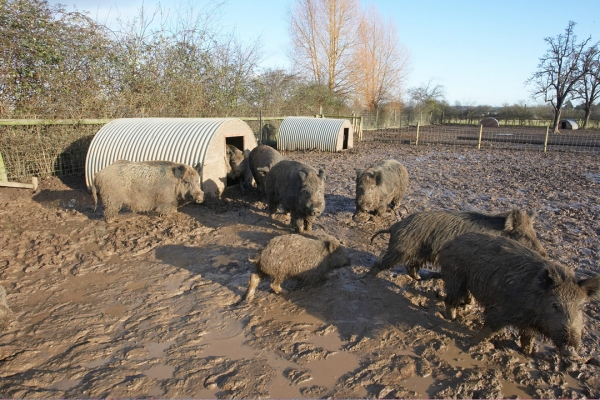 Wild Boar in the Mud From Recent Heavy Rains
Despite the presence of elaborate land drains (installed by us when we purchased this property) it still gets very muddy when we have heavy rains.  We are installing hard core on the upper portion of the field so the wild pigs will have a dry area.
Palabras clave: Animal Animals Boar Boars Hog Hogs Land Mammal Land Mammals Lucies Farm Mud Rain Swine Terrestrial Mammal Terrestrial Mammals Wild boar